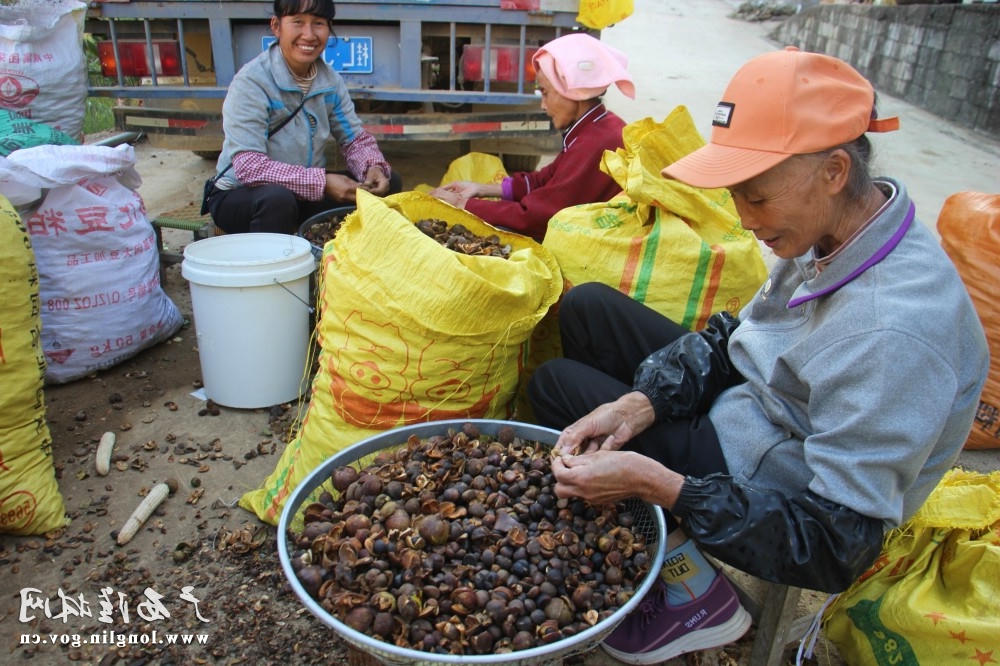 图在分拣油茶果，现实了家门口就业。岑启貌 摄