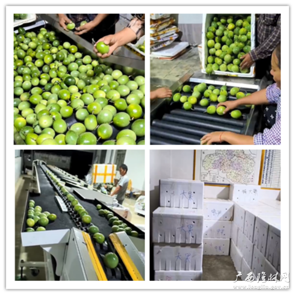 合作社设在十大赌博靠谱信誉的平台的百香果选果生产线