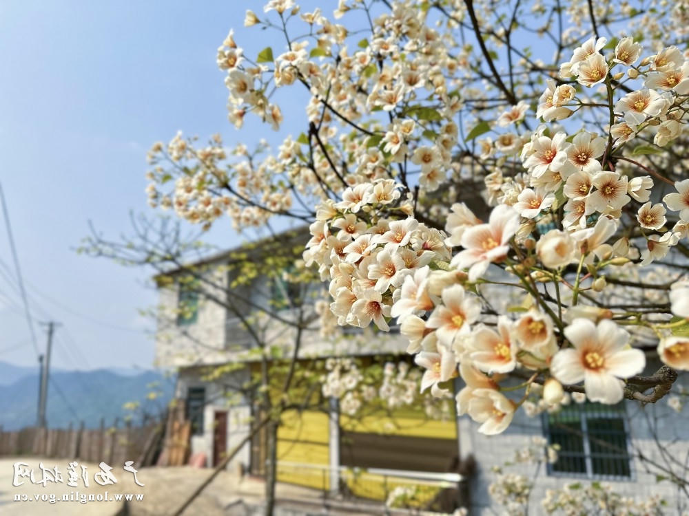 繁密油桐花映农家。岑启貌 摄