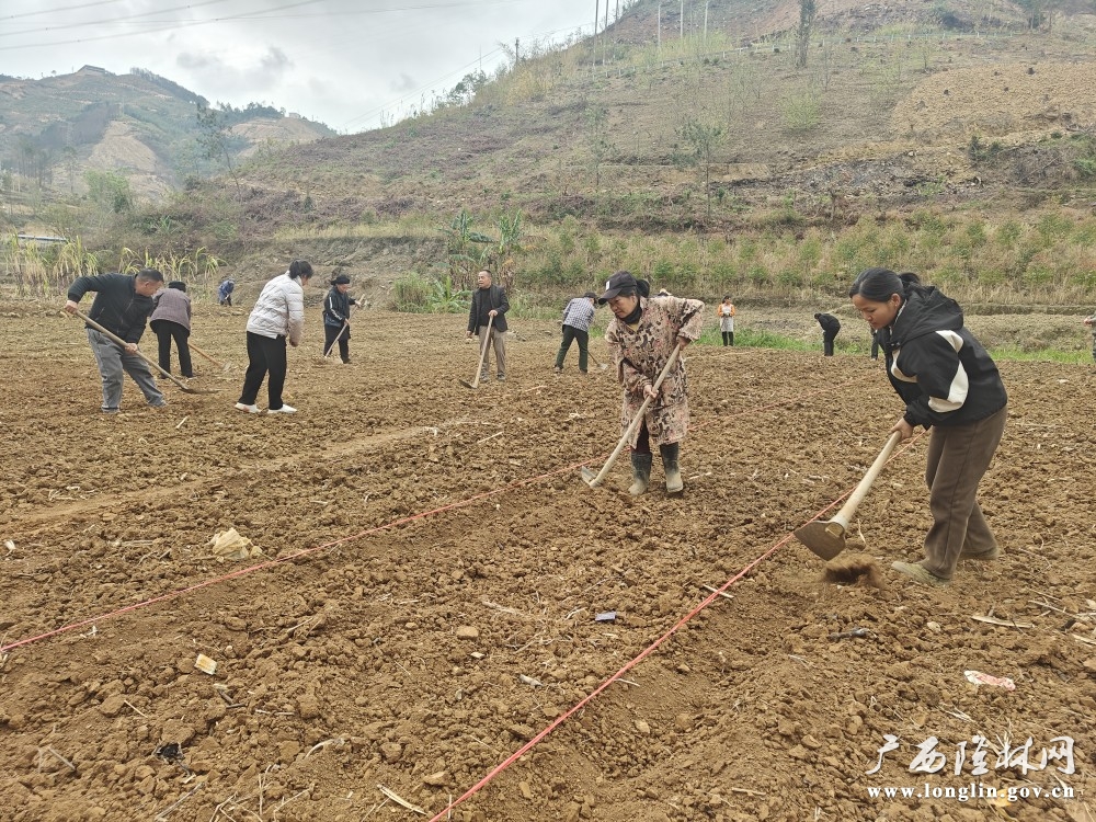 该村在家群众积极参与万寿菊育苗。（罗海东 摄）