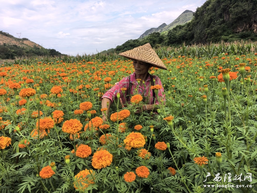 群众采摘万寿菊。
