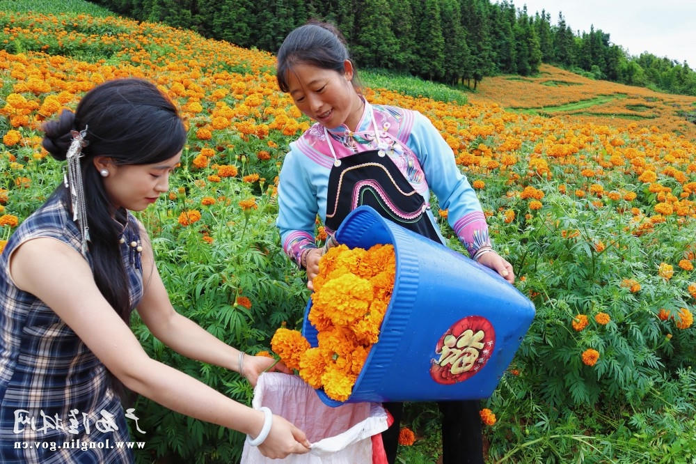 花农将采摘后的花朵装袋