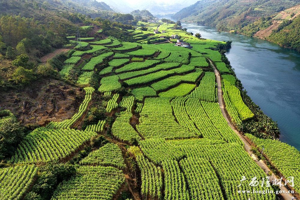南盘江沿岸的蔗林