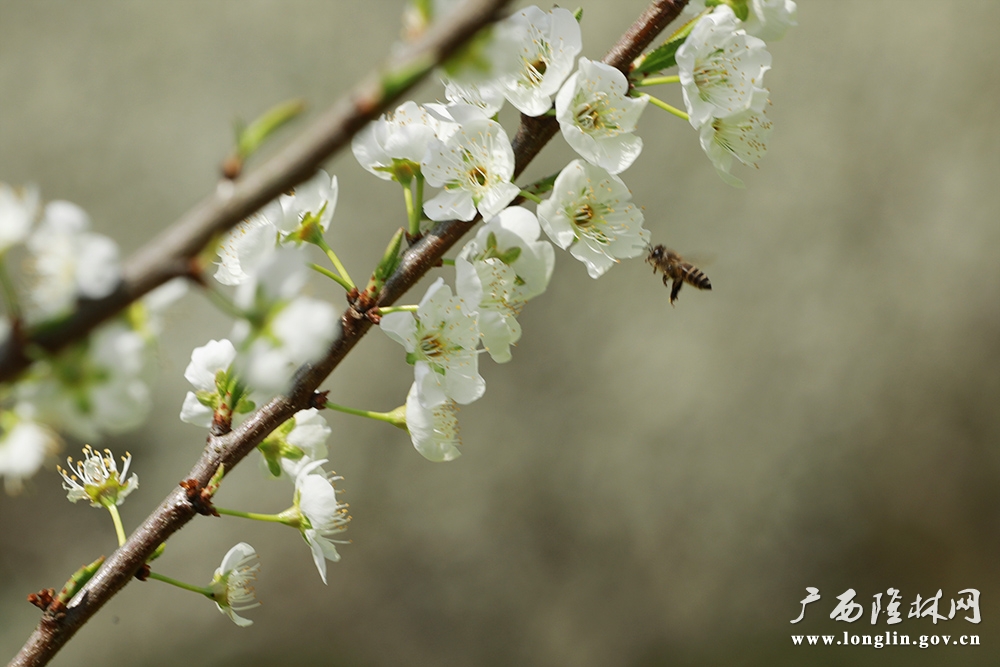 蜜蜂传蜜