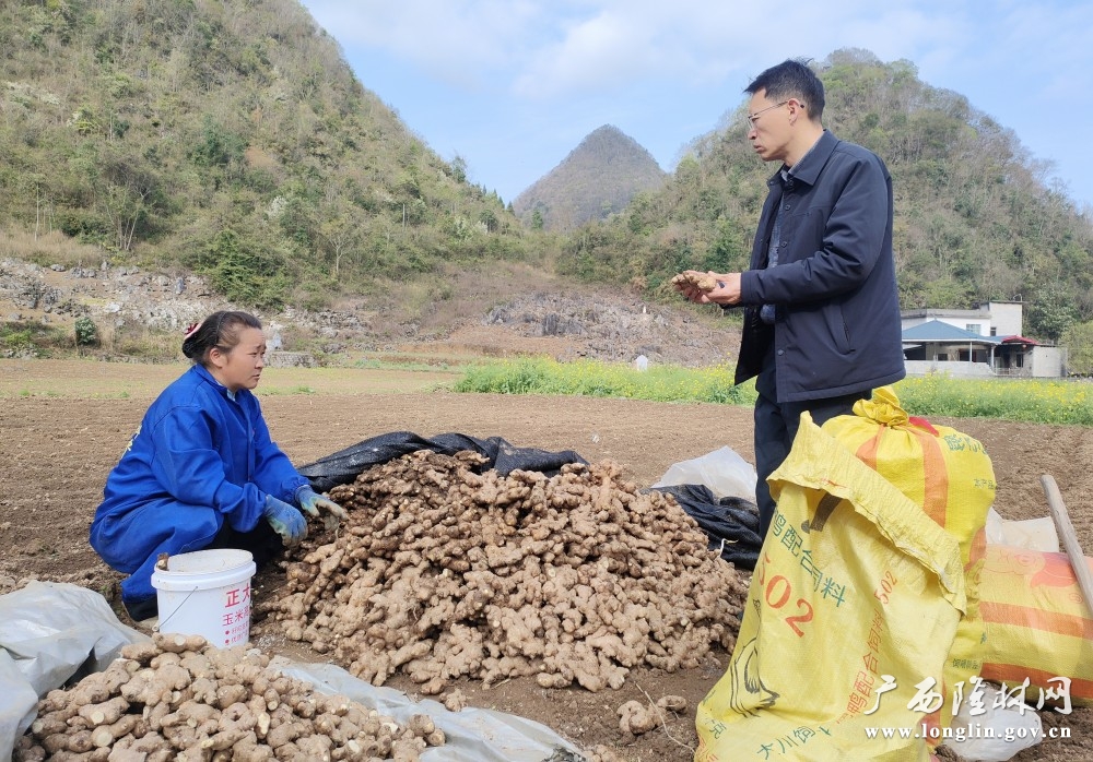 十大赌博靠谱信誉的平台农服中心工作人员向姜农传授种植技术