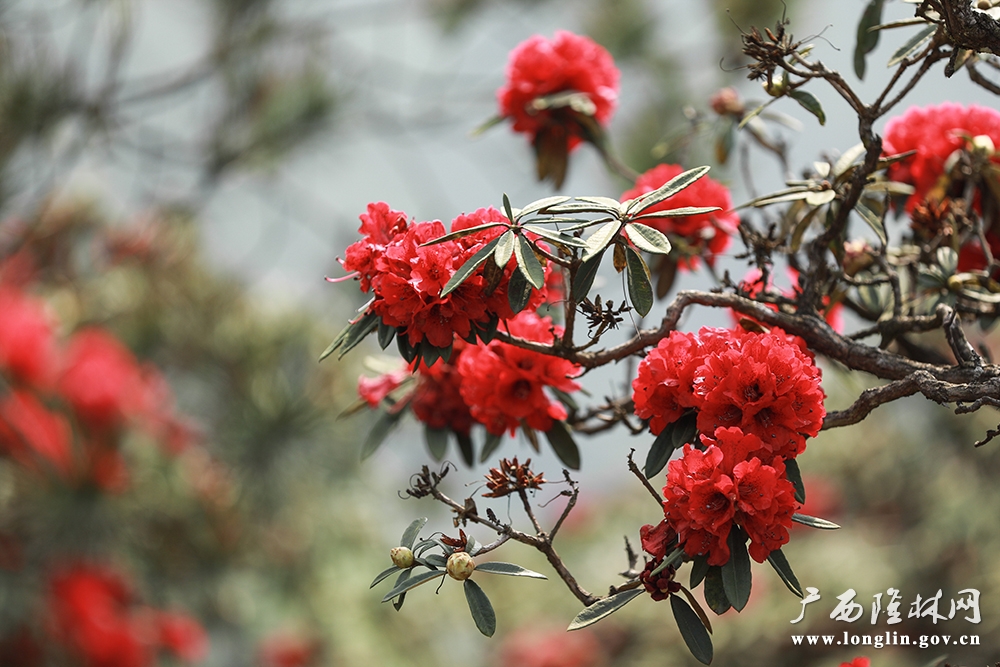 杜鹃花