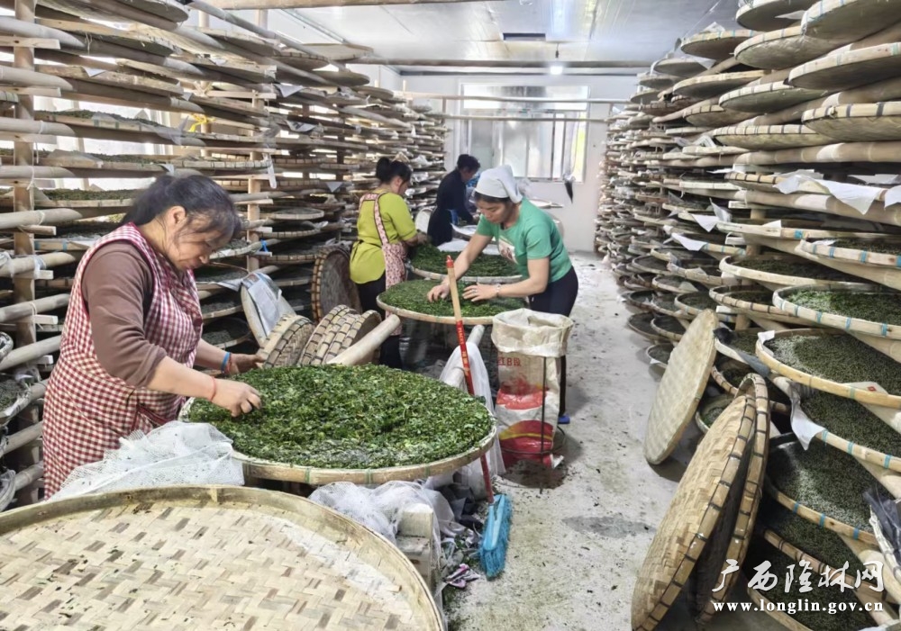 图为：蚕农正在小蚕共育
