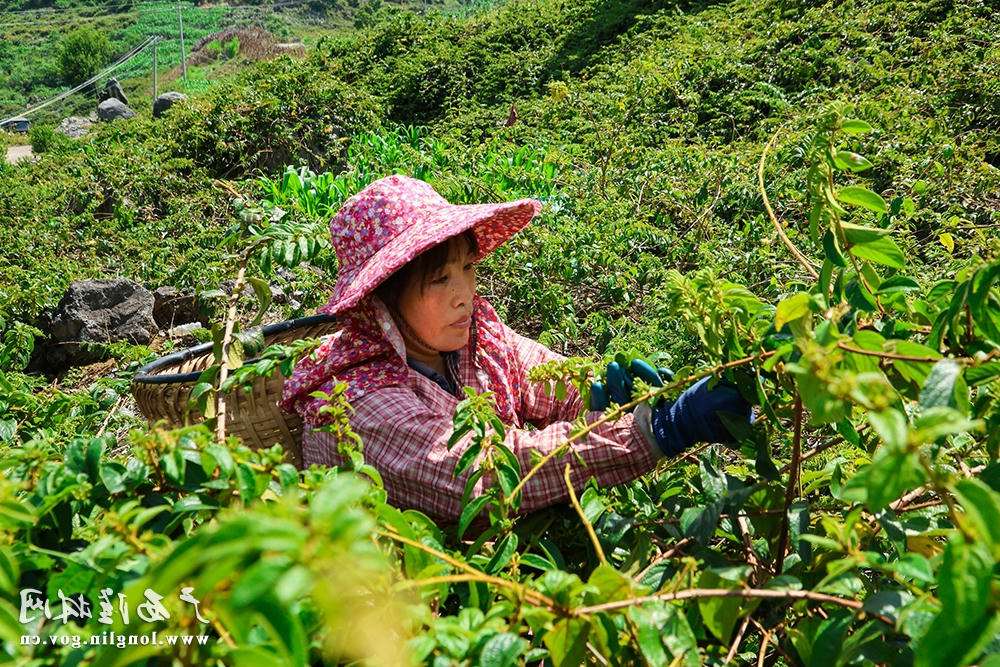 群众采摘金银花1