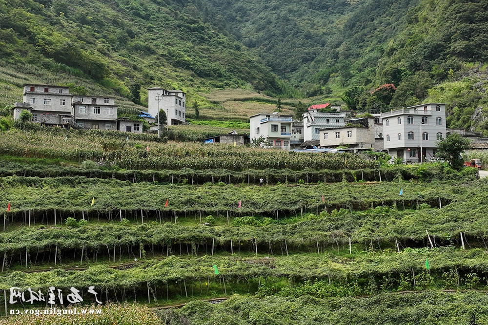 八月瓜基地