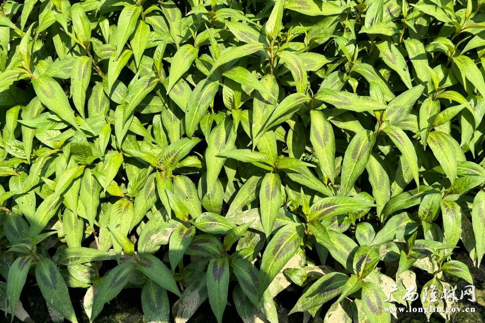 十大网赌平台推荐