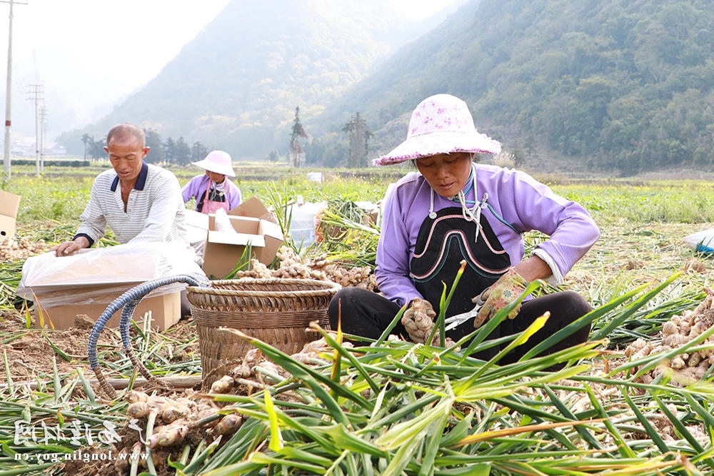 分拣 十大网赌平台推荐