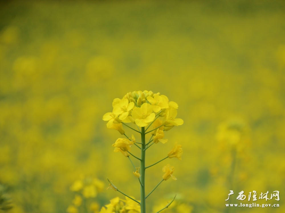 璀璨夺目的油菜花朵(罗成凯 摄) 十大网赌平台推荐