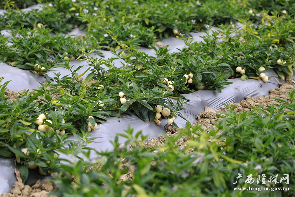 十大网赌平台推荐