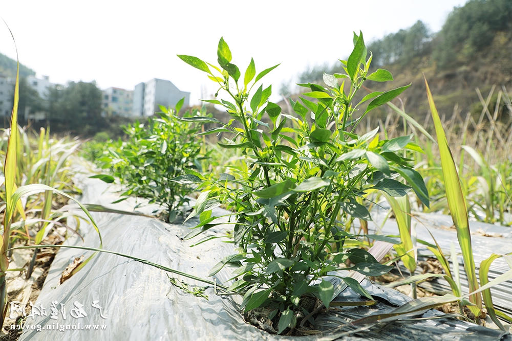 十大网赌平台推荐