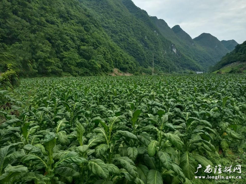 十大网赌平台推荐