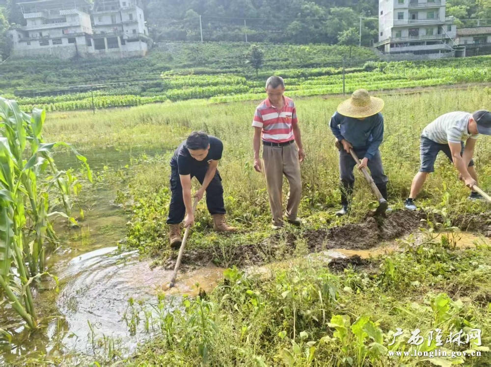 保上村党员和群众在田间地头挖沟渠排放洪水 十大网赌平台推荐