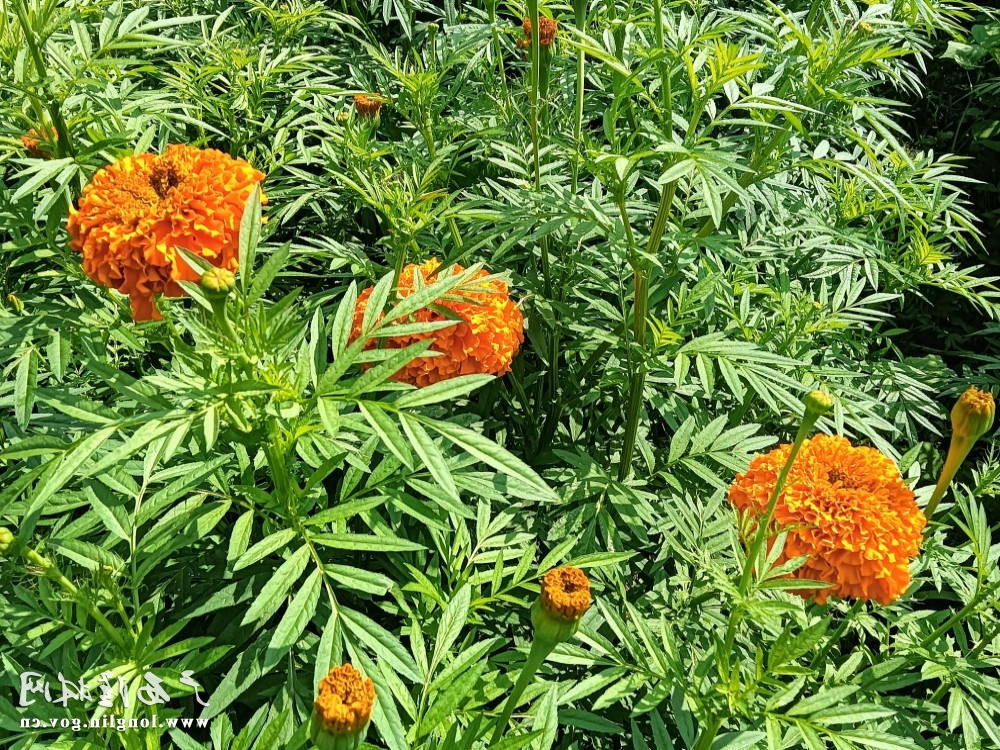 十大网赌平台推荐