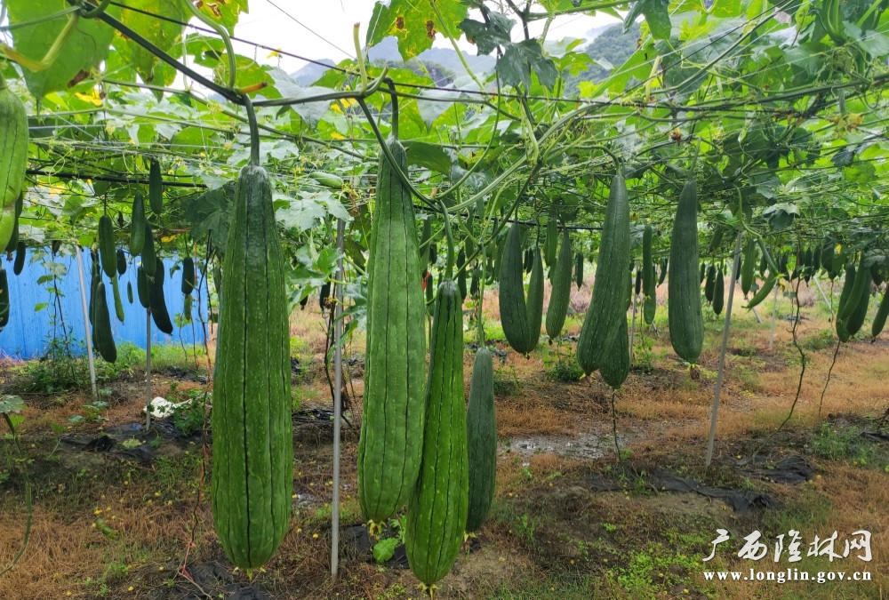 十大网赌平台推荐