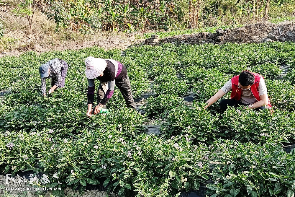十大网赌平台推荐