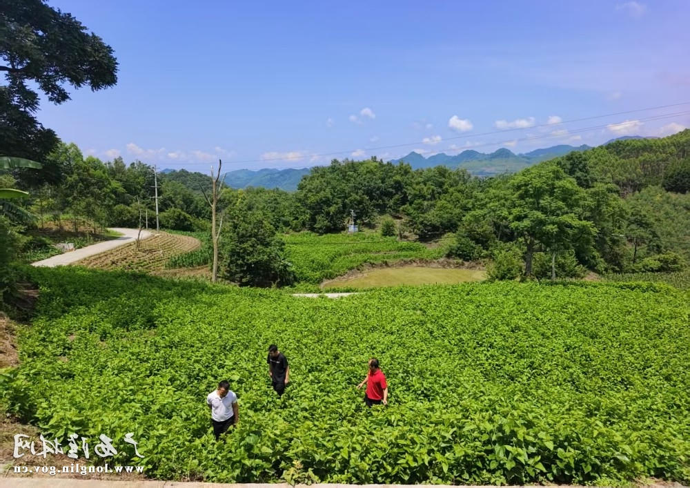 十大网赌平台推荐
